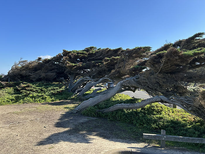 Lookout trees - might be windy here