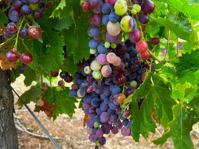 Hunter Valley Grapes